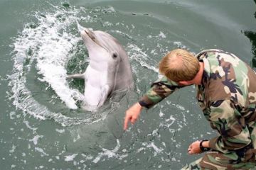 ВМС Украины седлает боевых дельфинов