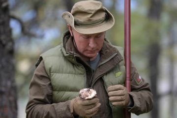 Путинские сыроежки. Дорого!