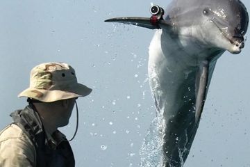 ВМС США разыскивают своих сбежавших дельфинов-убийц