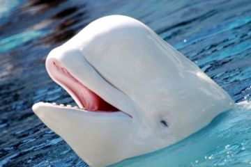 Как кит Хвальдимир заставил западные СМИ реветь белугой и страдать шпиономанией