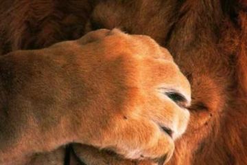 Принц Эндрю как символ вырождения британской аристократии. Александр Халдей