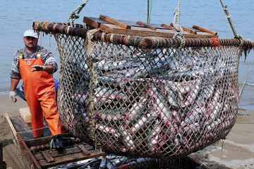 Россия отказывается покупать у Белоруссии норвежскую рыбу