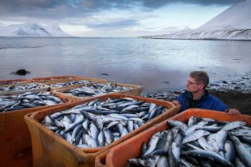Россиян оставили без норвежской рыбы и белорусской говядины