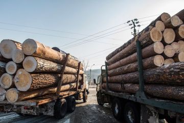 Россия резко увеличила продажи древесины в Китай и по всему миру