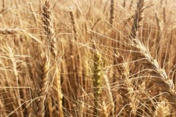 Доктрина продовольственной безопасности откроет для России новые рынки сбыта