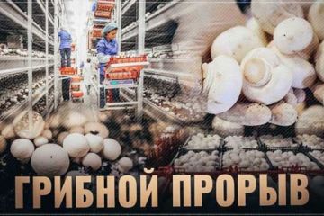 Грибной бум: Россия совершает очередной прорыв