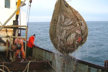 Минск получает от РФ квоты на вылов рыбы, но ничего не дает взамен