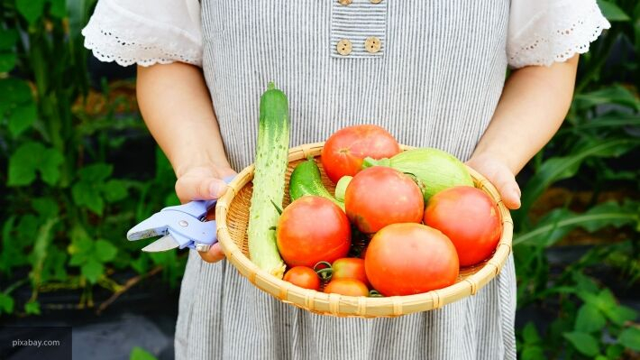 Европа придумала, как завозить заробитчан для спасения урожая Британии и Германии