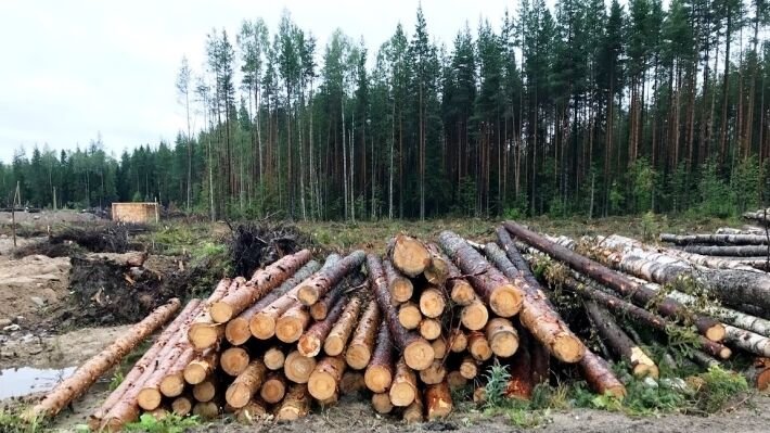 Эксперт ОНФ вскрыл связь лесных пожаров с незаконными вырубками