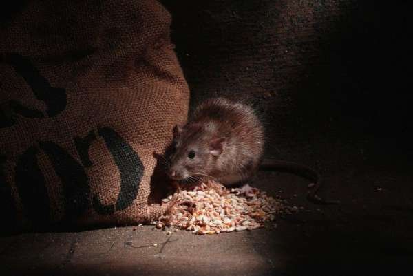 Миллиард украинских мышей