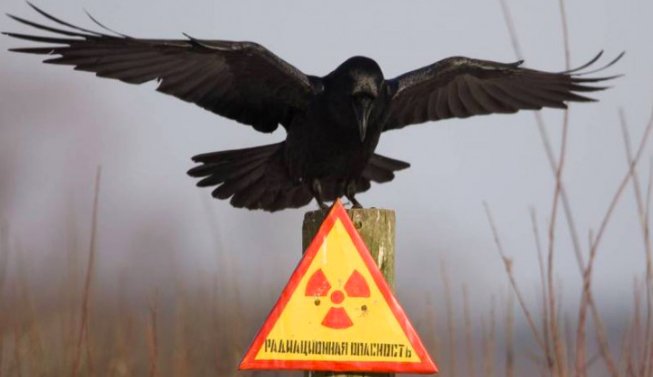 Превращение Украины в обширную радиоактивную зону становится лишь вопросом времени