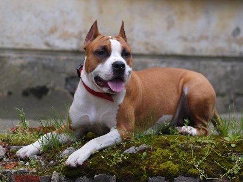 Собака помогла бойцу ДНР выжить после тяжелого ранения