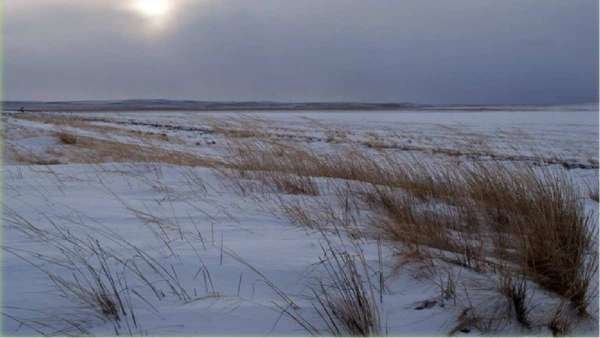 Зеленский живьём хоронит ВСУ в донецких степях – «свободовец»