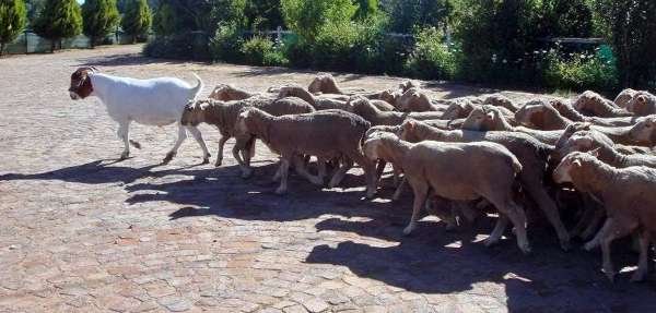 Киевский профессор: «Время свободы позади, стадо баранов ведут на убой»