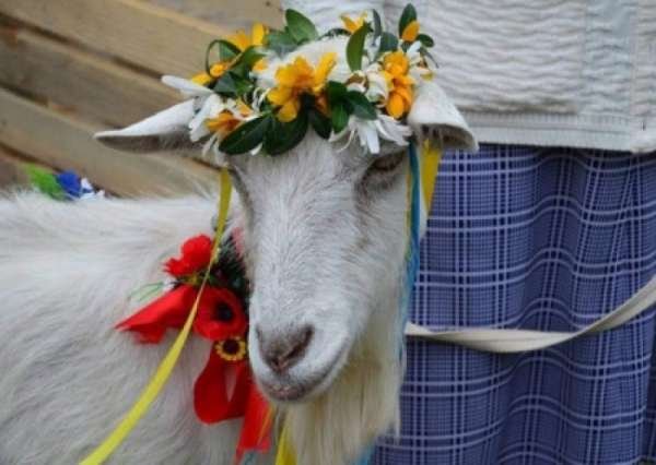 Собачьи парикмахеры из элиты и политическая география