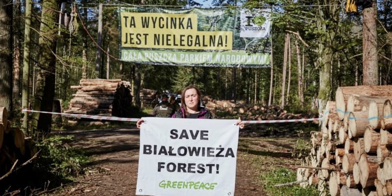 Для безопасности солдат: Польша рубит Беловежскую пущу у белорусских границ