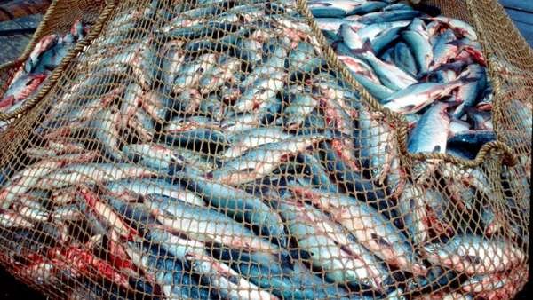 Японцы издевались над русскими пограничниками, пока не получили особый "подарок"