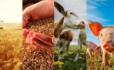 На Украине сознательно уничтожают аграрную отрасль