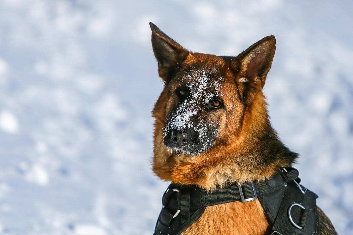 Сумасшедшие кадры: в Британии впечатлились десантированием «боевых псов Путина»