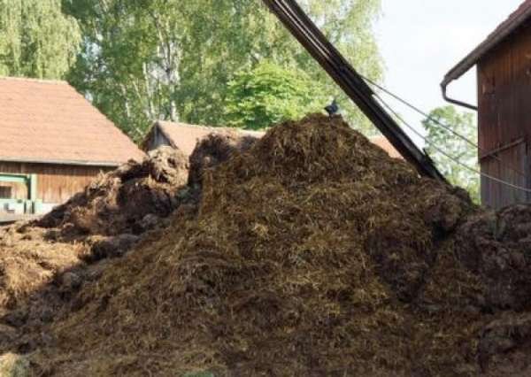 «Патриоты» готовы топить кизяками ради независимости от России