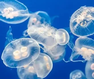 Великая газовая война за бердянских медуз