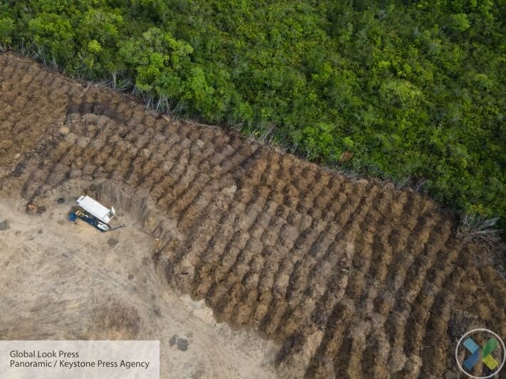 В Украине планируют снять мораторий на экспорт леса