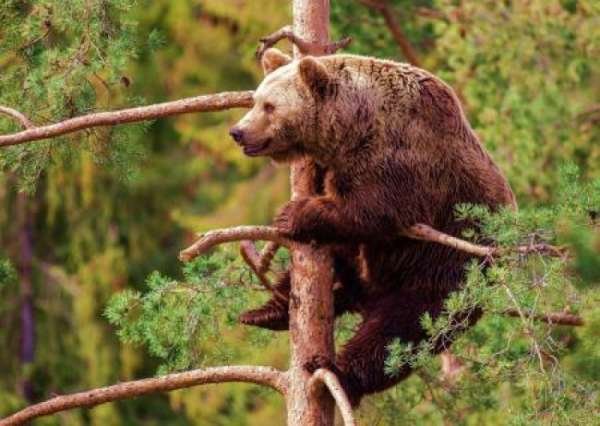 Стратегическая стабильность: компромисс для России, но не для США?