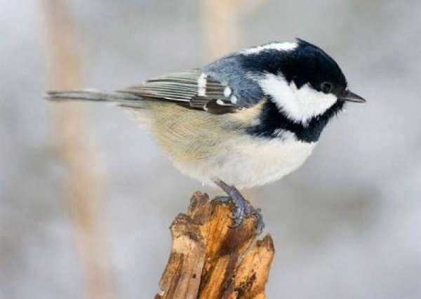 Как на Харьковщине маленькая птичка честь Москвы спасла