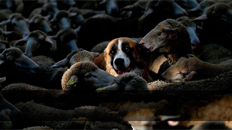 Проект «Оскотинивание» для Украины