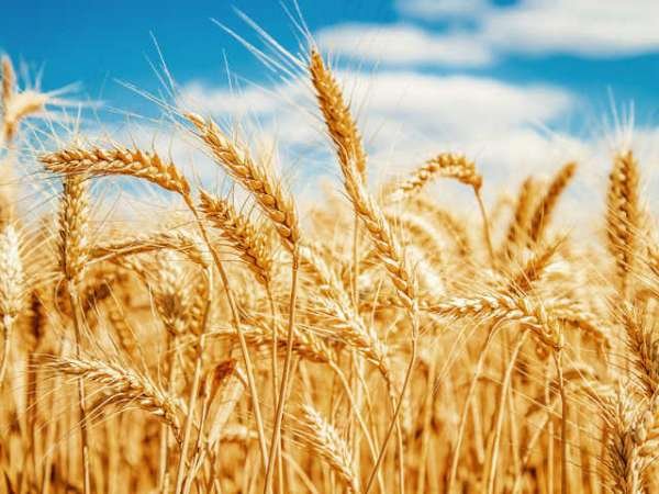 Мир зябко поежился от решения Москвы продавать зерно за рубли