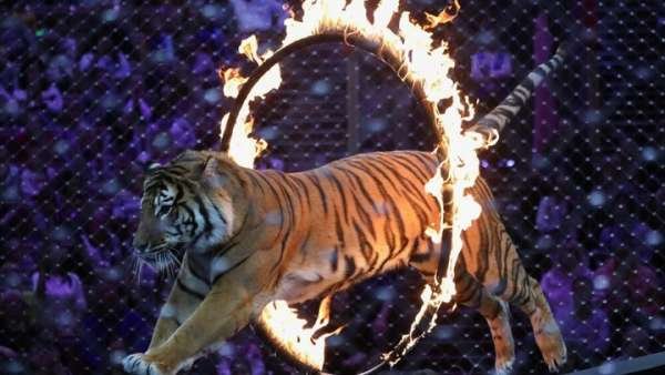 Ультиматум для элит в России: Или Z, или "большая чистка"