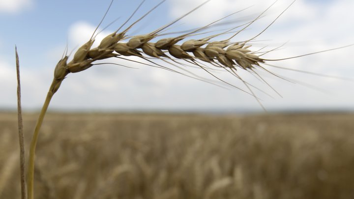 Тайна "зернового соглашения". Что осталось за скобками сделки