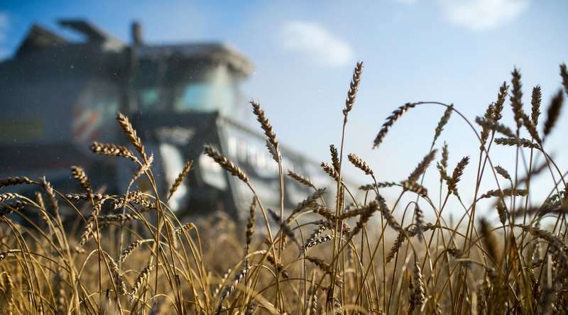 «Держите вора»: зачем Франция лоббирует новый зерновой коридор по суше