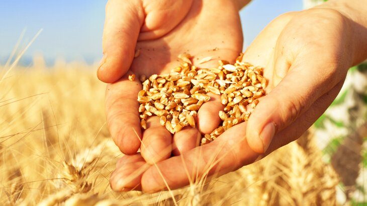 Ход конём или предательство? Большая игра вокруг зерновой сделки