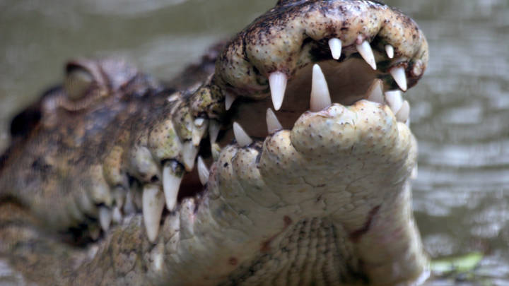 Беги, Максимка! Последнее предупреждение Галкину*. Дальше — в пасть крокодилам